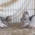 فانتيل بارلس