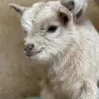 الماعز القزم المميز ماعز قزم صديق الاطفال
