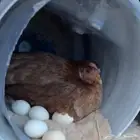 دجاجه محضنه