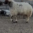 فحول نعيم مشروطه للبيع