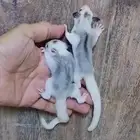شوقر قلايدر .. أوريو