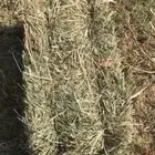 علف بلوبنك