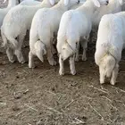 للبيع طليان جبر