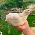 بيض سمان التكساس. العملاق
