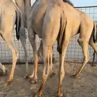 حشو قصب قعدان