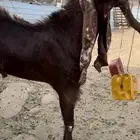 تيس فحل هولندي حجازي فاخر