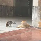 قط ضائع في الواحة تم إيجاده له شهر في الشارع .