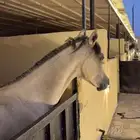 مهره