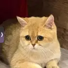 قطه للتبني معقمه انثى سكوتش