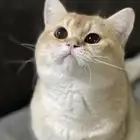 قطط لتزاوج