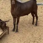 معزاء حص جم بفحلها