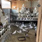 حمام فرنسي وسلفر
