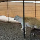 الفحل الشهير ( بطش )