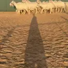 نجد عيسيات صنف