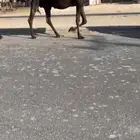 للبيع القحه طيبه