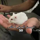 همسترات اليفه