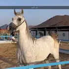 أفراس واهو وشعبي كفو