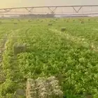 برسيم للبيع