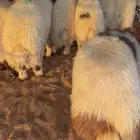 طليان نعيم جبر زواجات وعزايم كبار (بلدي)