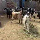 تيوس ذبايح