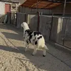 طلي شحم فل للبيع