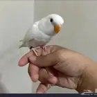 فرخ روز نهايه غر البينو ابيض عيون حمر حجم سوبر جامبو