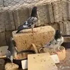 جوز مع طباته الذكر شينا والانثى جنسرا تيدي