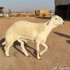 فحل ثني خصم وبره رقم 1 كامل الشروط فحل نادر