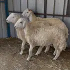 طليان للبيع