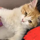 قطط شيرازية للتبني