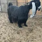 للبيع عنز عارضيه فاخرة تحتها 2