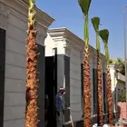 توريد وغرس نخل واشنطني زينه وعربي بجميع مقساته