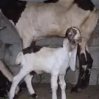 جفر مطور فاخر