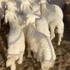 بهم حري