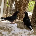 حمام قطايف