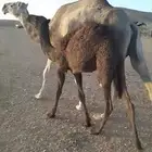 الإبل