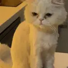 قطه ضايعه مفقوده