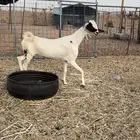 عنز بيشية