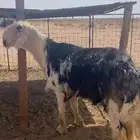 فحل نجدي مشروط تم البيع
