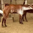مشروع فحل أوشح
