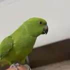 بغبغاء انثى دره