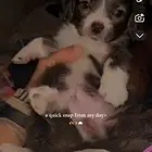 كلب شواوا مع فرنش