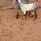 جفار مصريات مميزه