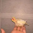 فرخ كروان ( كوتيل )