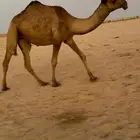 بكره صفرا