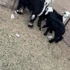 نعجه نجديه متاومه