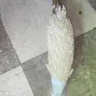لقاح نخل للبيع