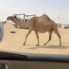 لقحه كفوو وولادها قريب