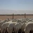 حريات مراح صنف