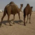 ساحليه معها بنتها